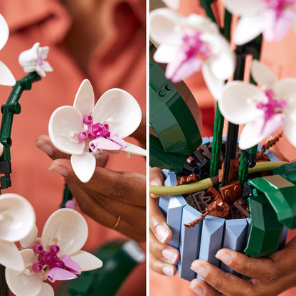 BOTANICALS Orkídea